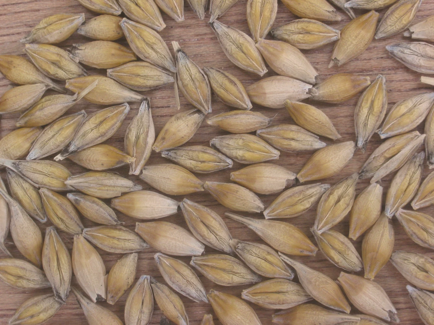 Le grain d'orge